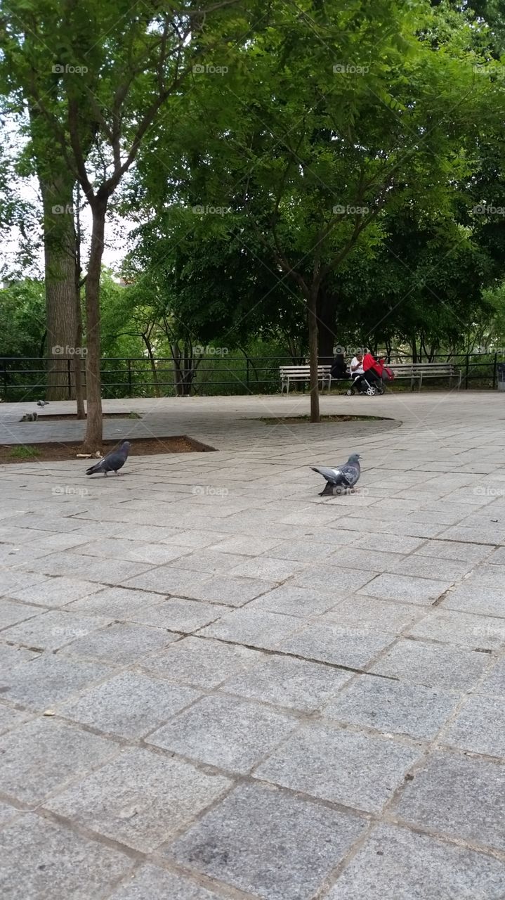 pigeons. in park
