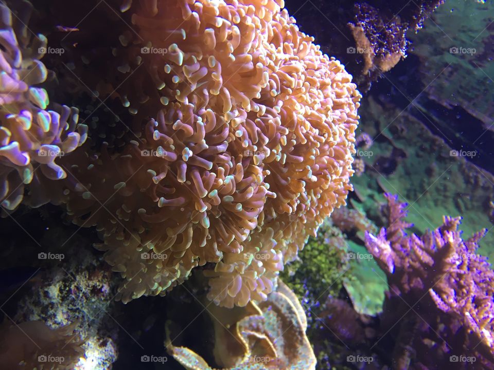 Coral