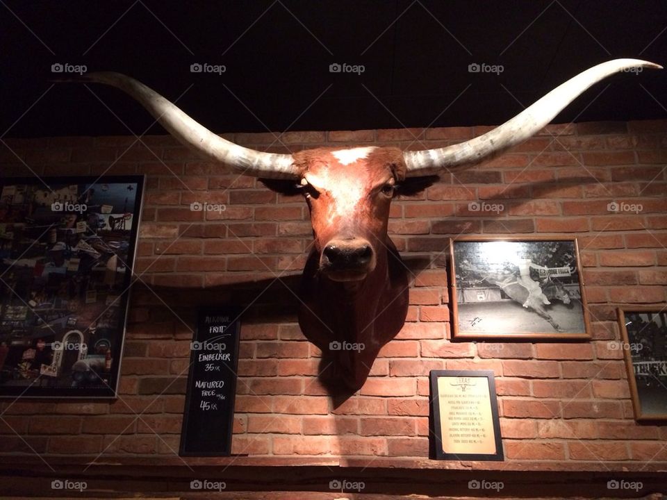 Don't mess with the bull