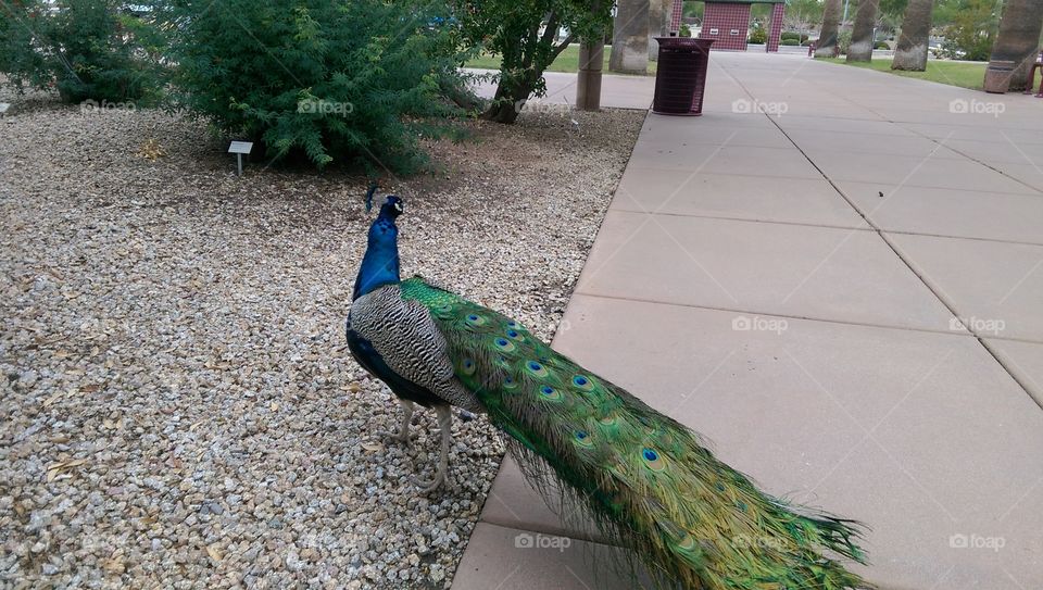 Bird, Exhibition, Zoo, Nature, Peacock