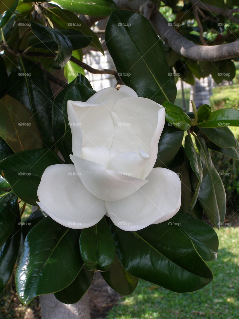 Magnolia Blossom #5