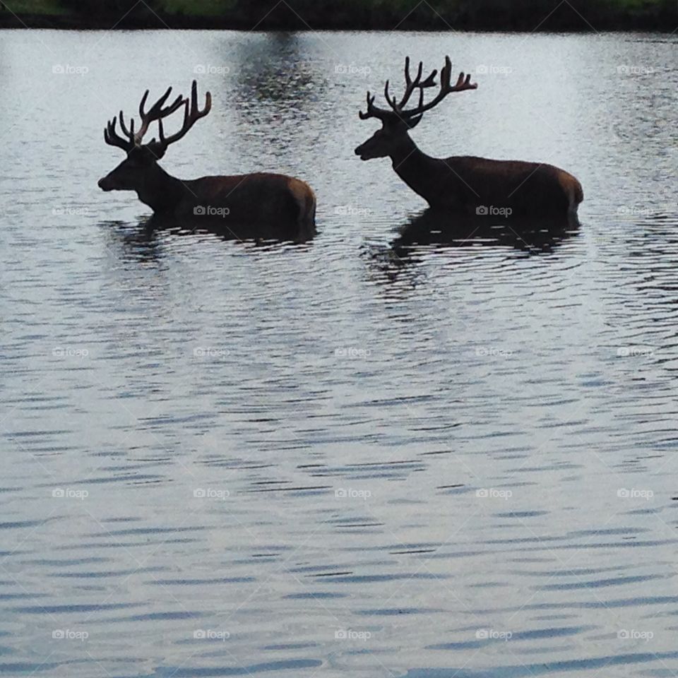 A pair of deer. Deer crossi g the pond in Richmond park