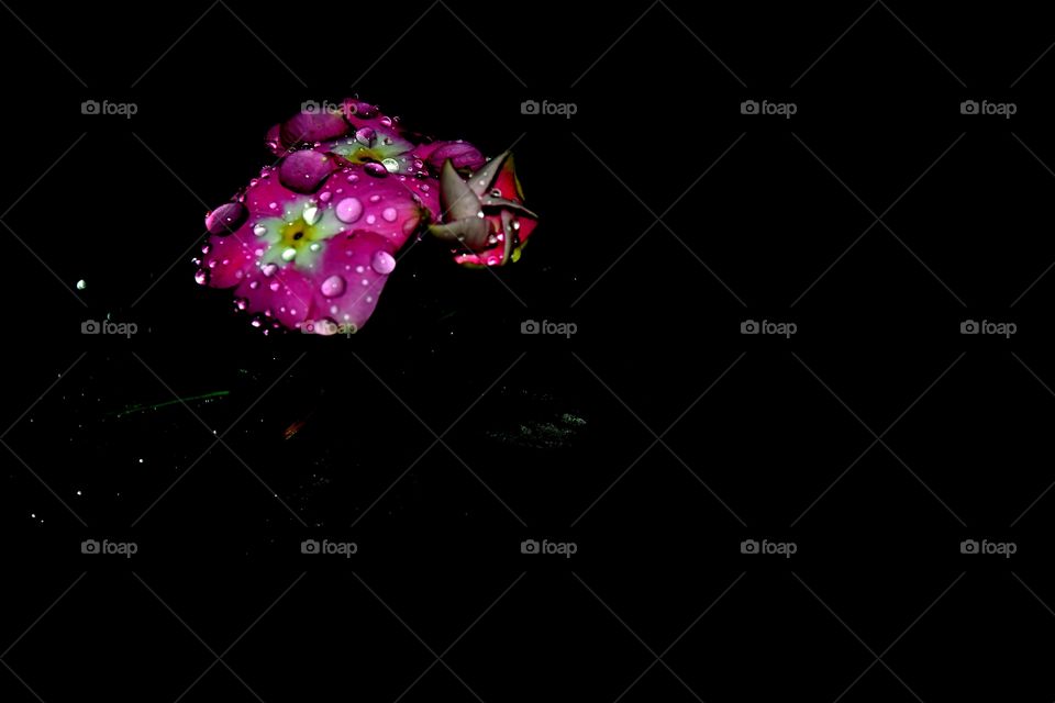 Flower, Desktop, No Person, Color, Moon