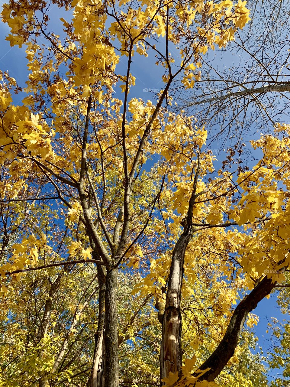 yellowed maple at the time of leaf fall. golden autumn foliage against a bright blue sky