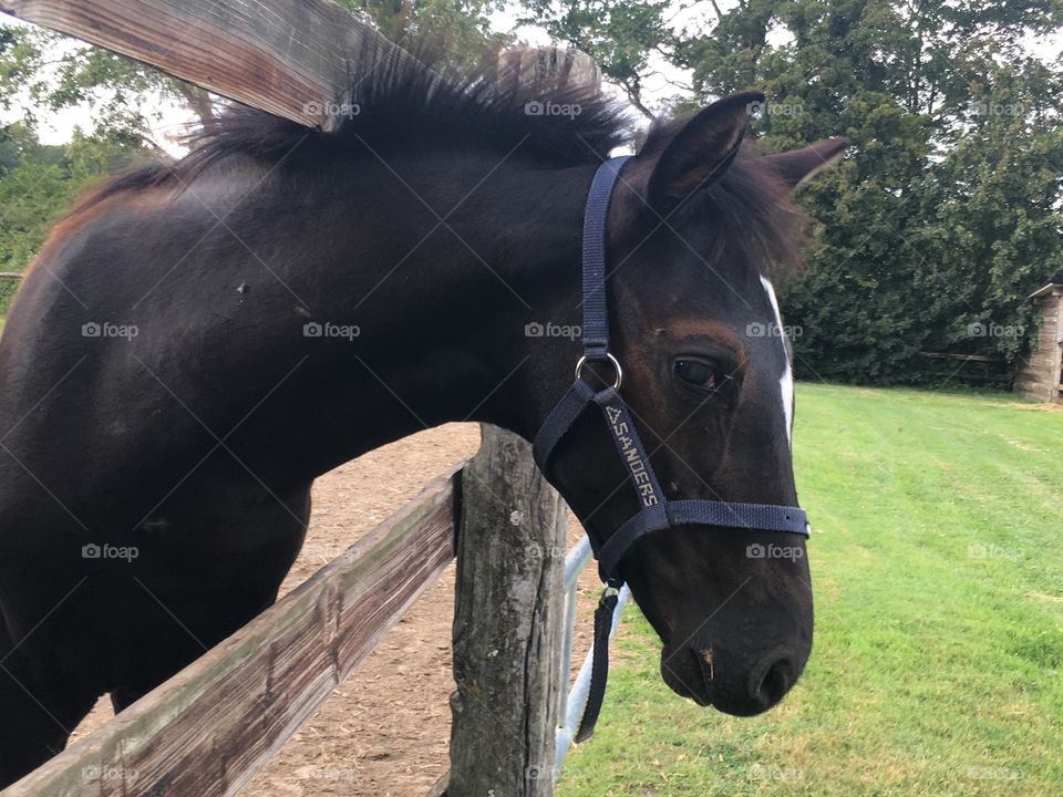 Black little young horse 