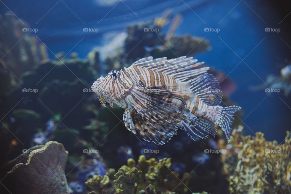 Lion fish 