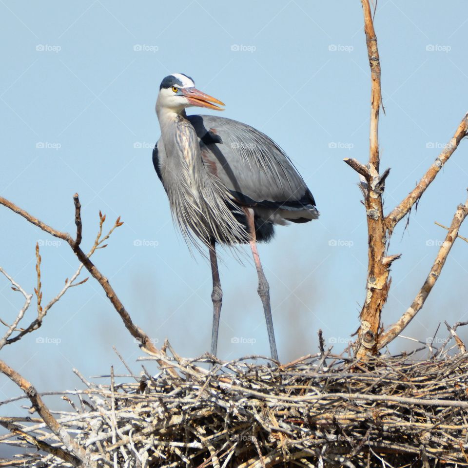 Great blue heron nest
