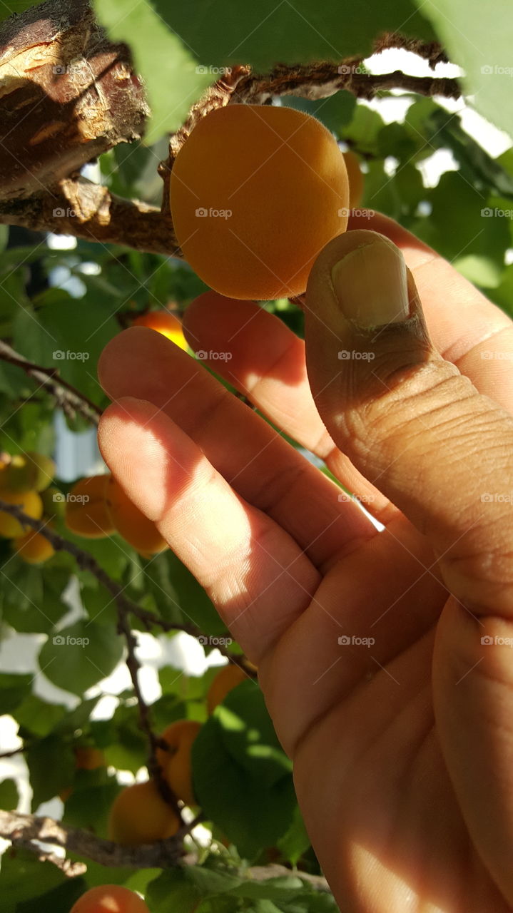 Apricots Ready For Picking
