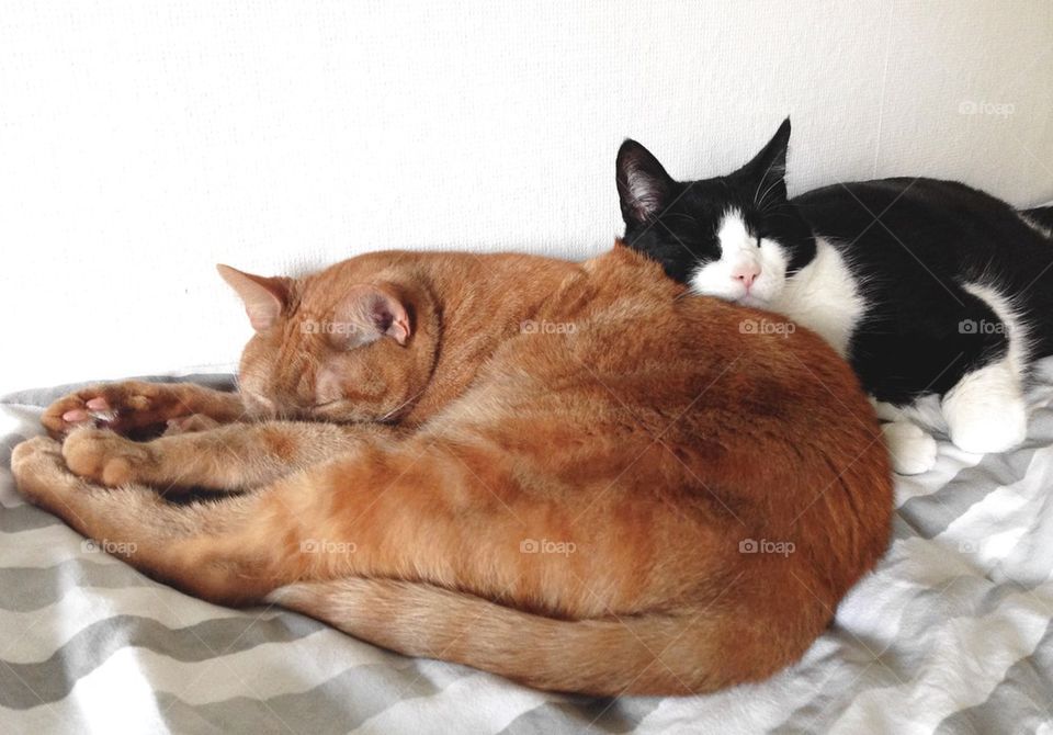 Relaxing cats.