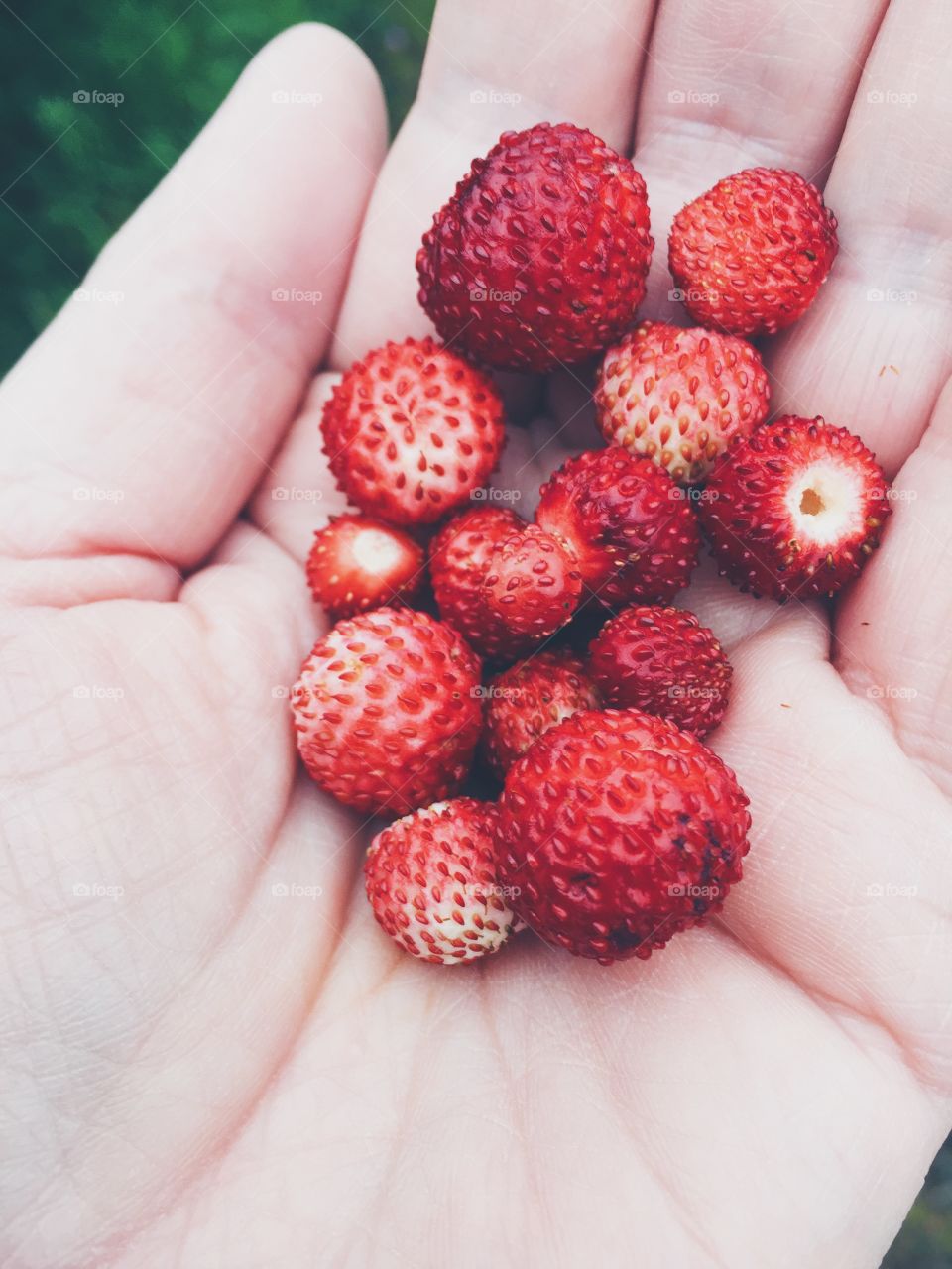 Strawberries holding in hand