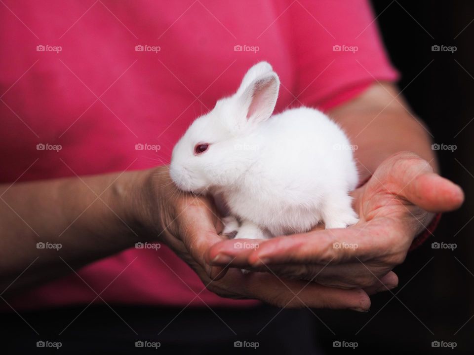 Cute little white fluffy rabbit on a hands
