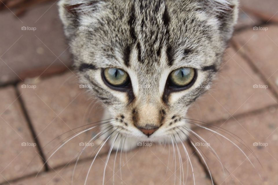 Close up kitten