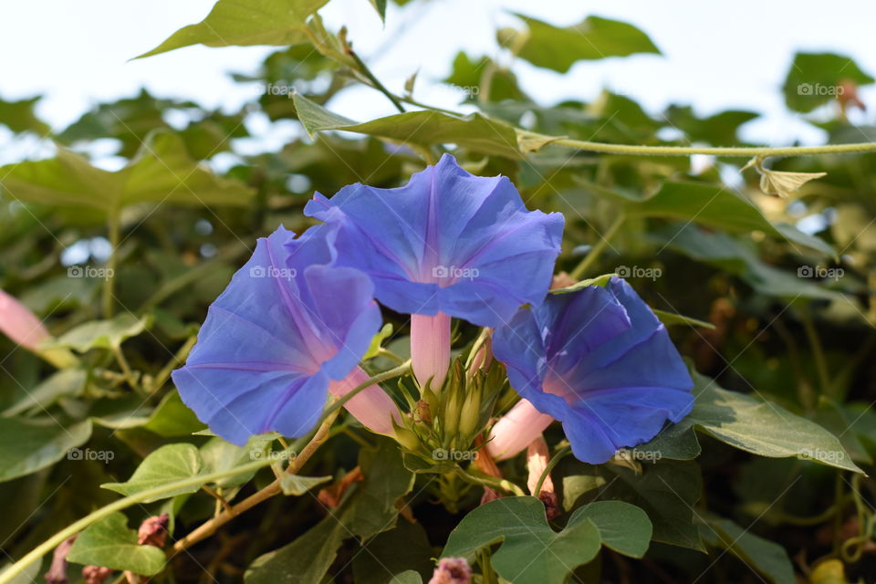 Illuminated blue flowers