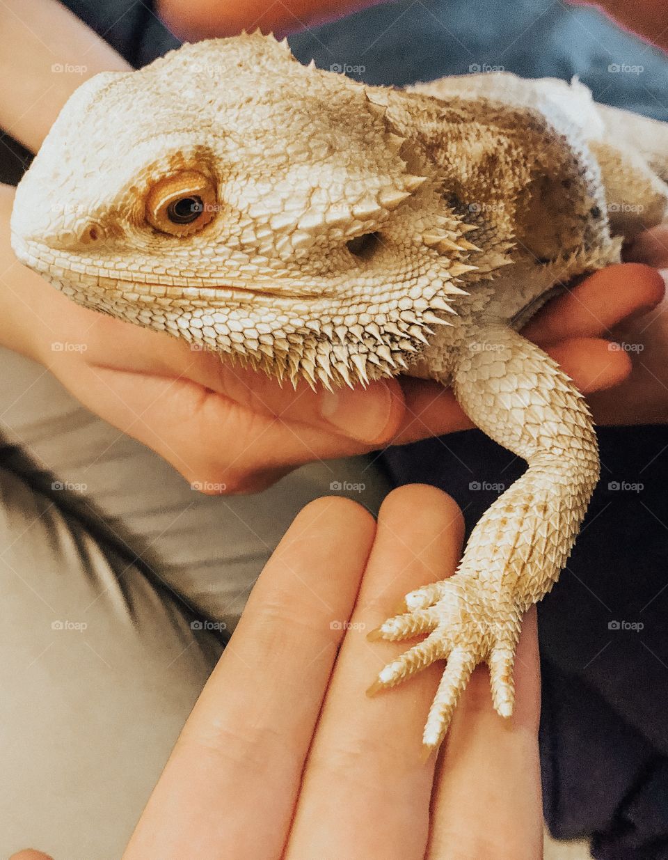 bearded dragon is held by people that love him