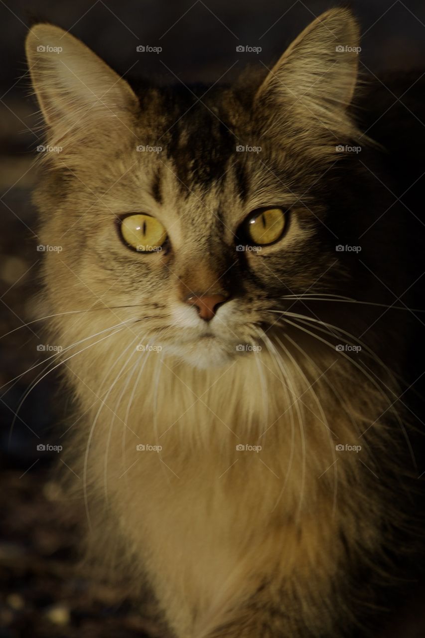 Portrait of long hair cat