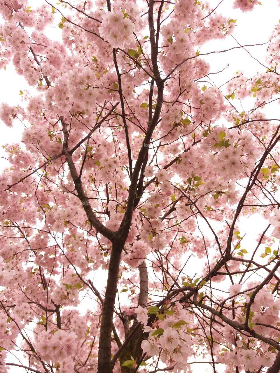 Sakura sakura