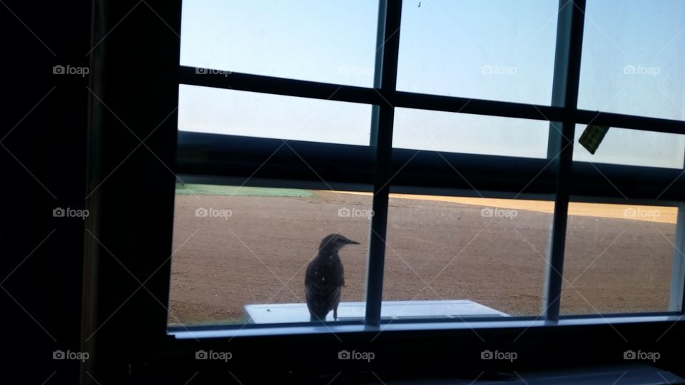 bird. window