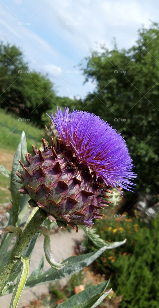 flower of artichoke in Limousin