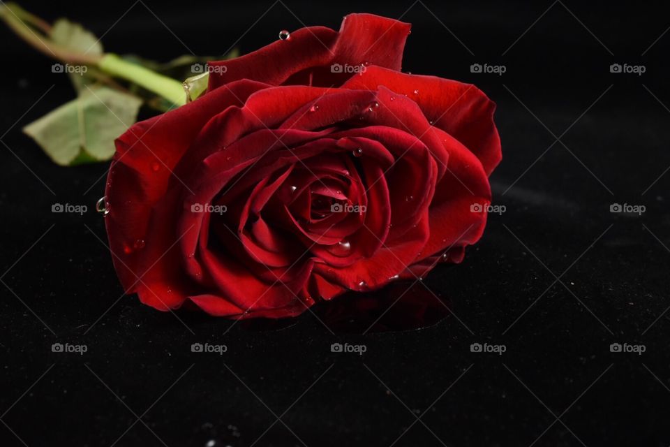 Rose, red, flower 