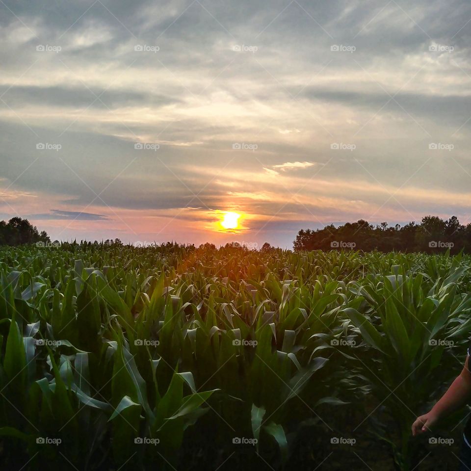 sunset in the cornfields of Virginia