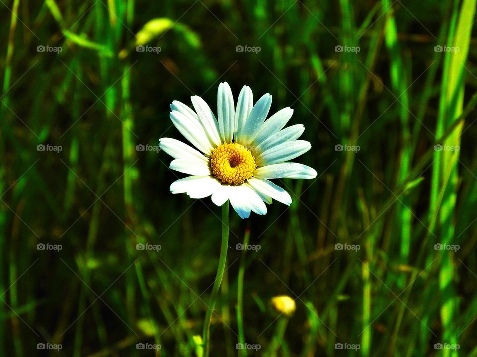 Daisy Flower