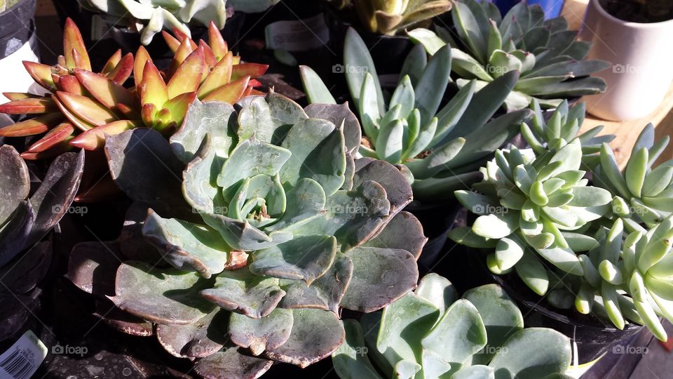 succulents. cactus variety