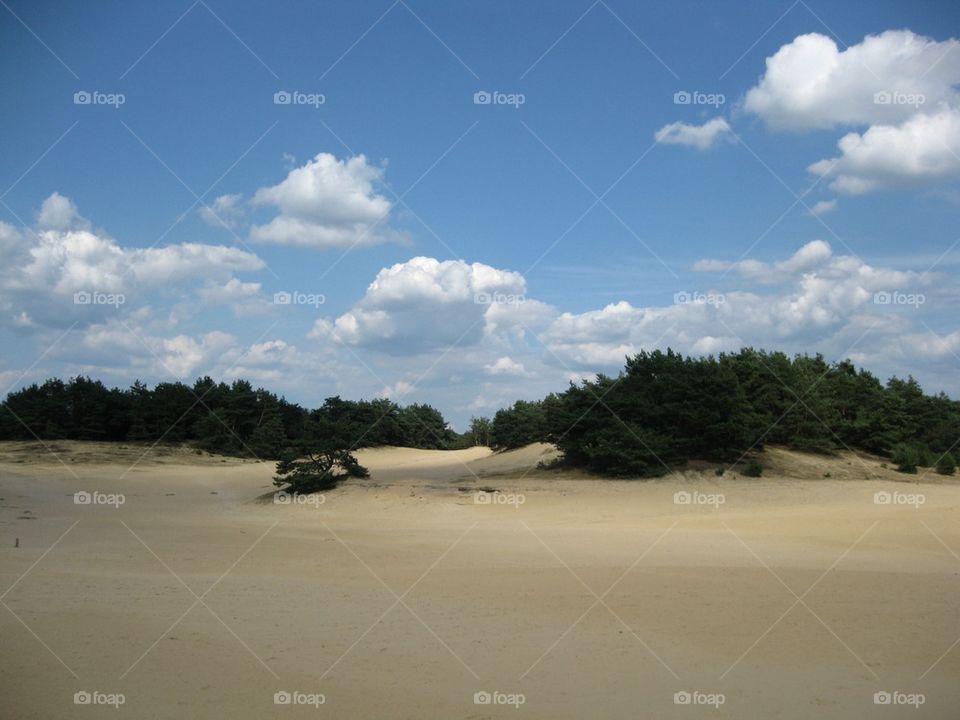 Dutch Desert (Landscape I). Wind erosion as a result of overgrazing the heath by sheep 