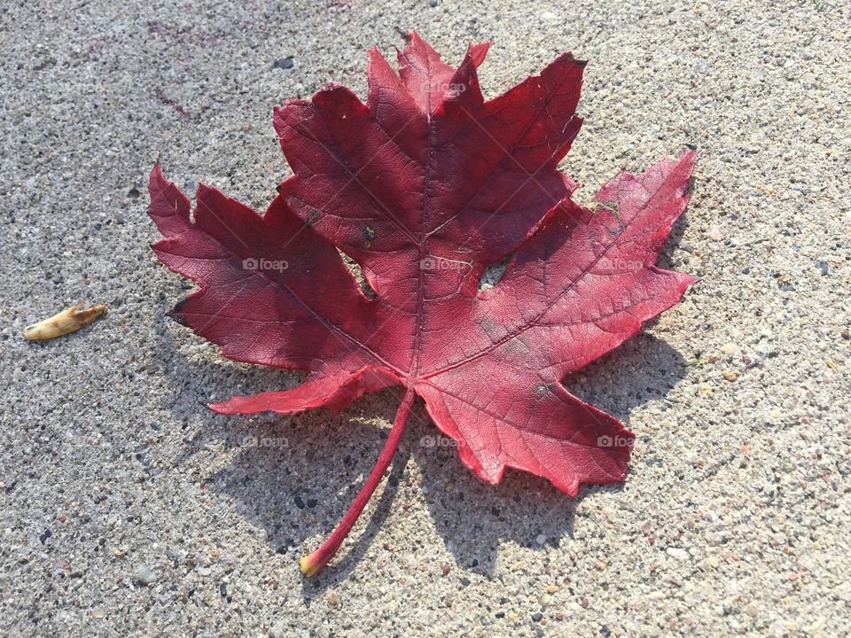 Gorgeous maple leaf 