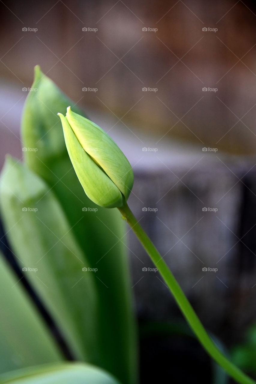 My lonely yellow tulip bud in the backyard. 