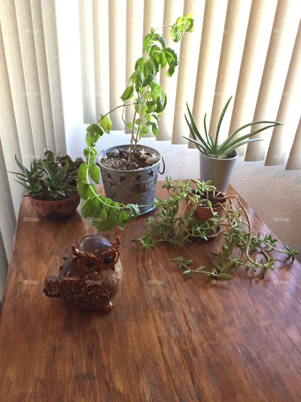 House plants and ceramic owl on wood table