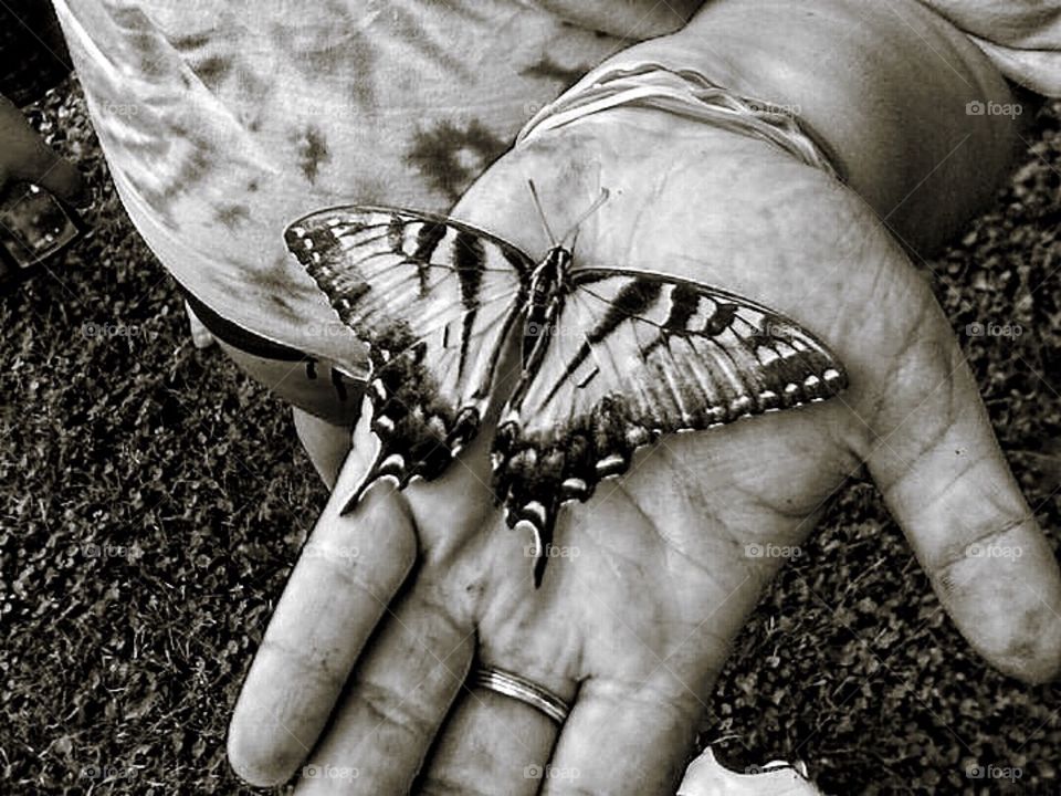 Butterfly in my hand 