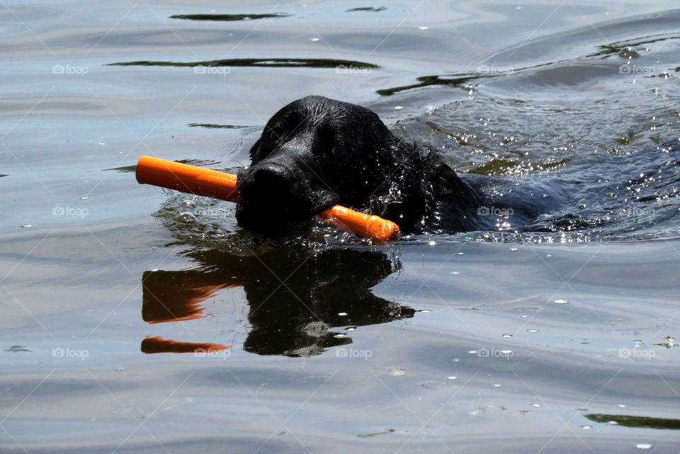 Dog in water