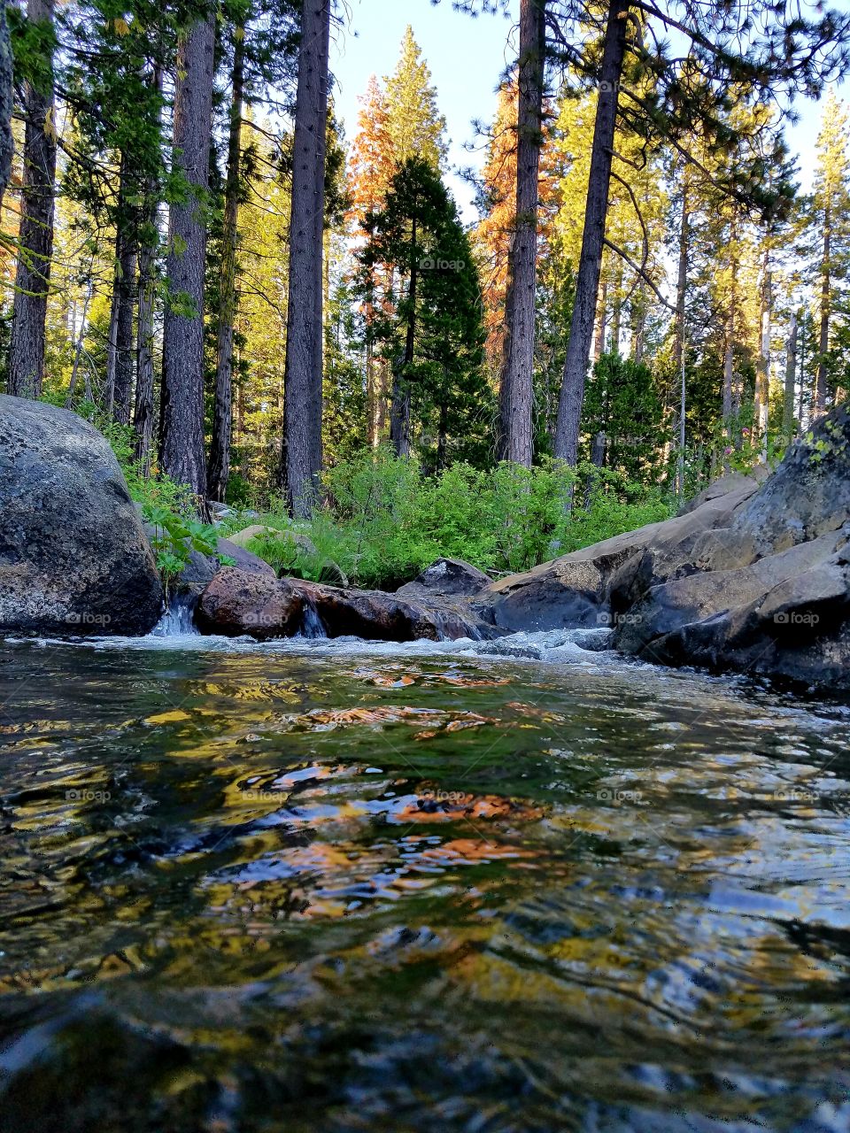 Sierra creek