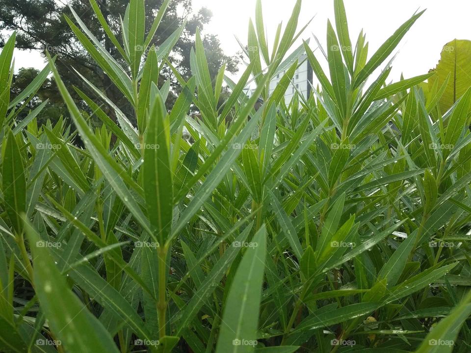 green leaves in trees