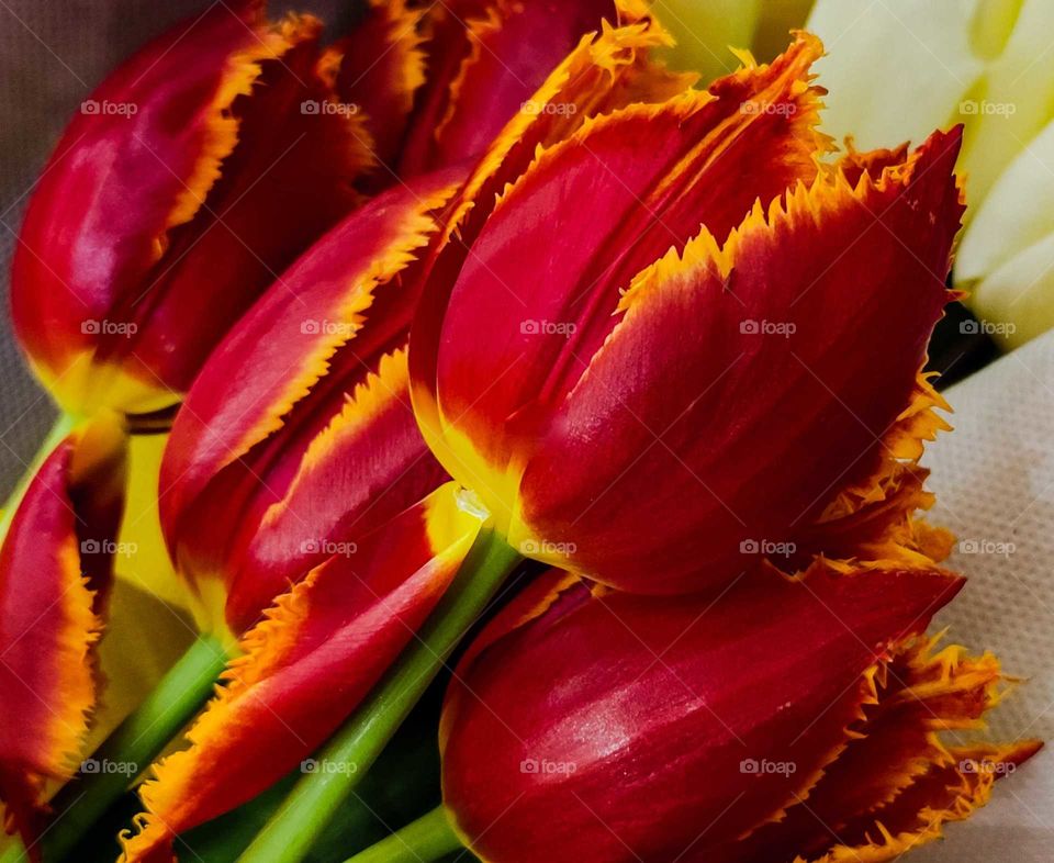 Tulip spring