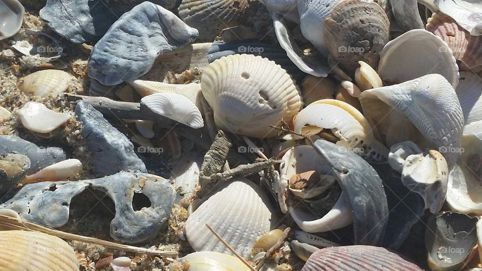 seashell capture