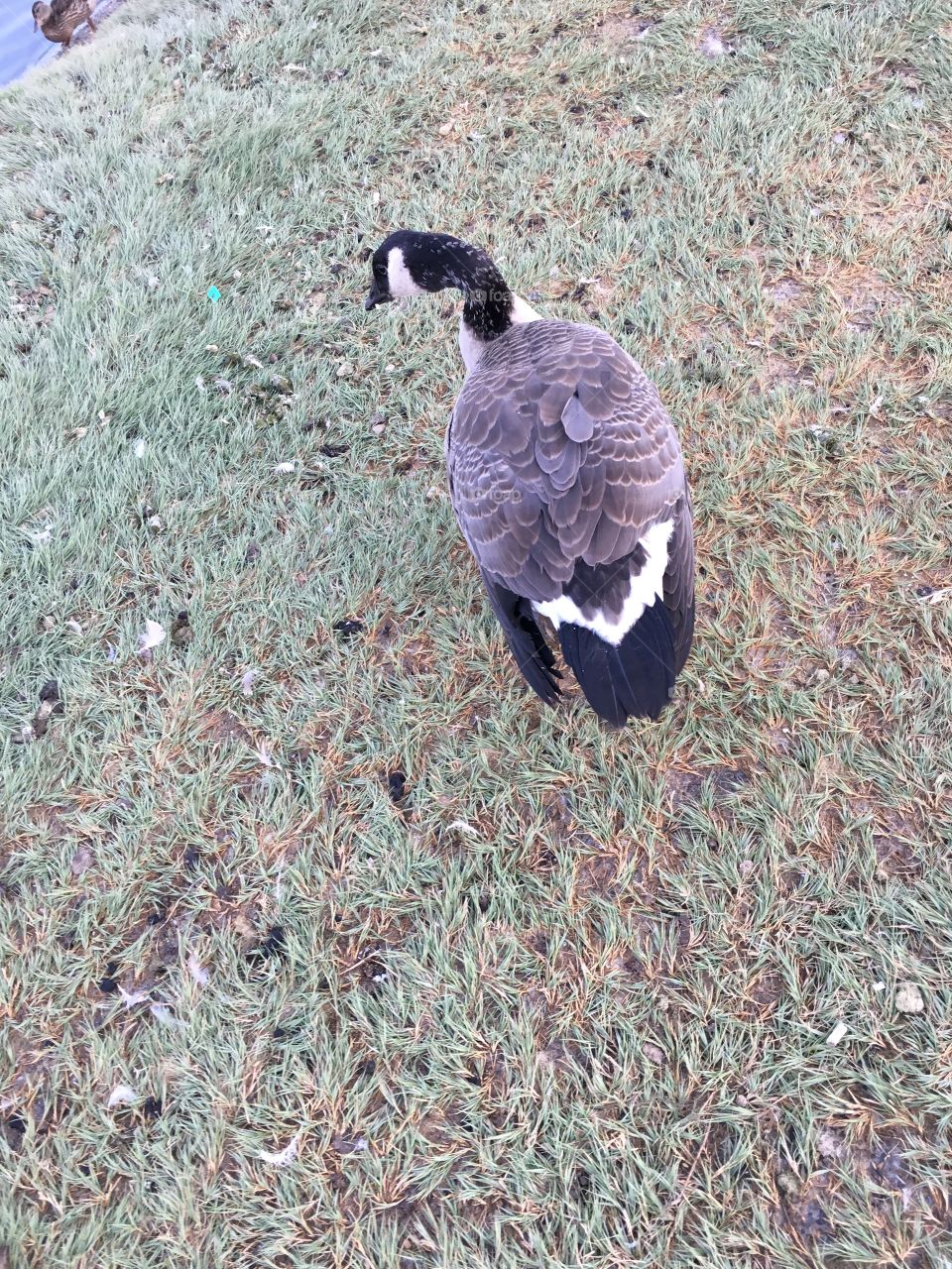 Canadian geese 