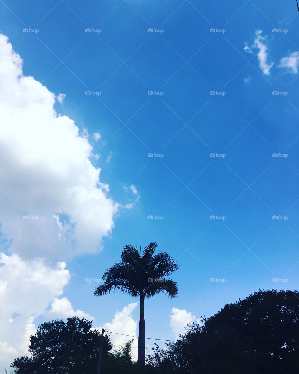 Uma única e solitária #palmeira enfeitando o horizonte em meio ao #céu azul...
🌴 
#natureza
#palm
#azul