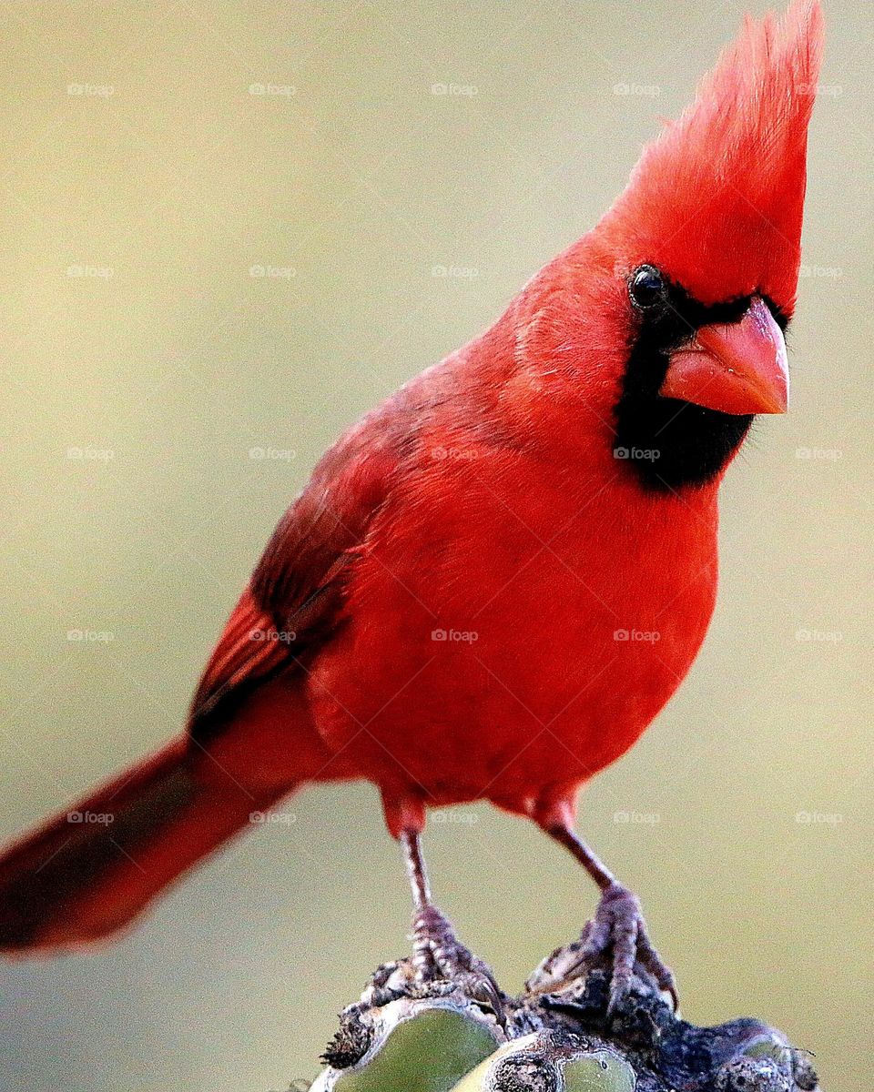 Cardinal on a Cactus