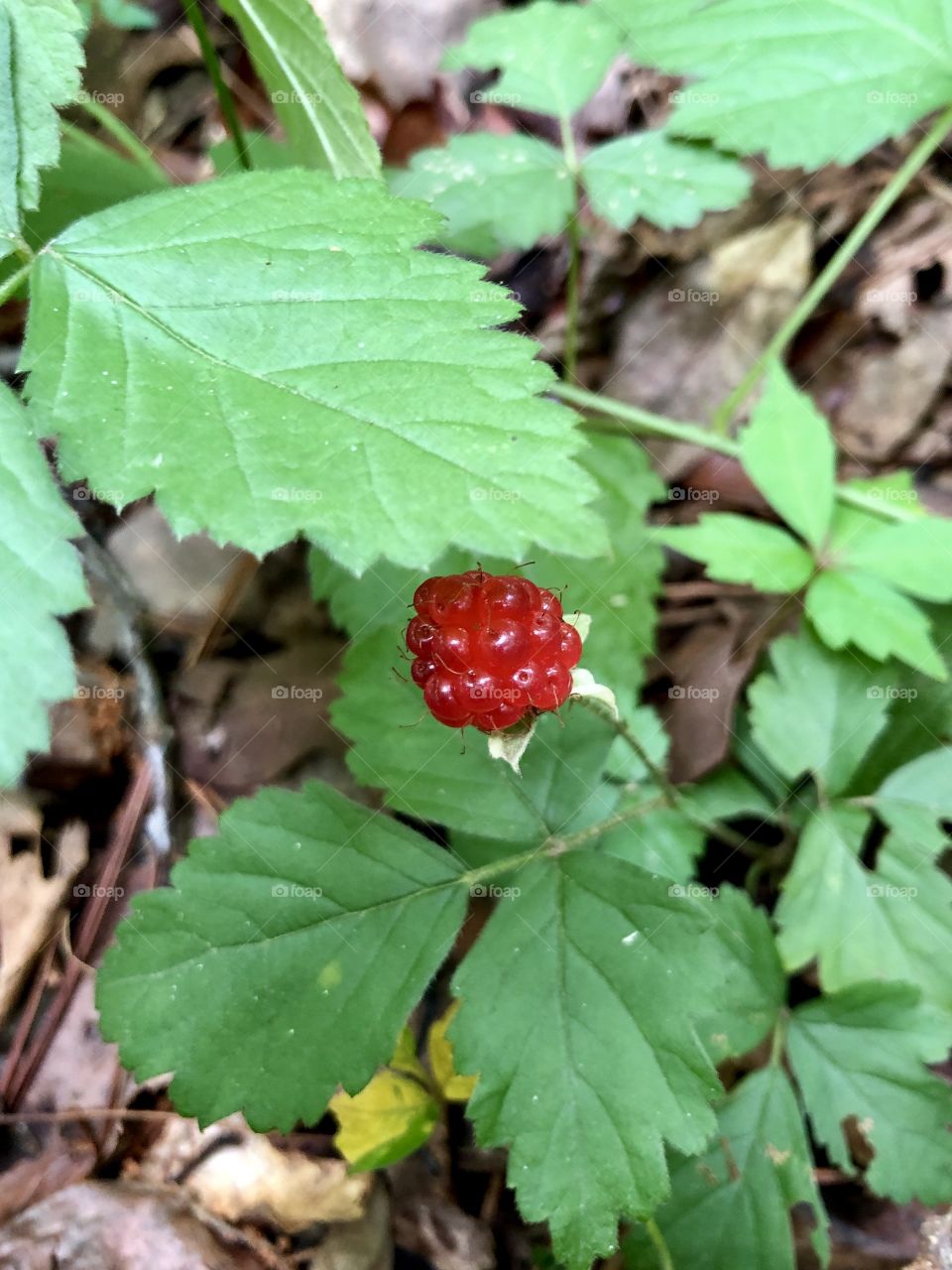 Unripe red wild blackberry 