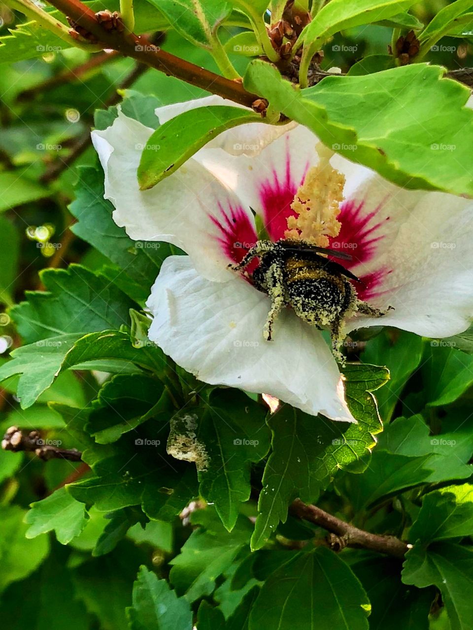 Bee pollinating flower. 