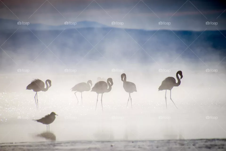 Flamingos