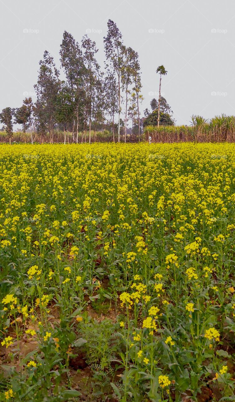 Sarson ka khet means mustard farm