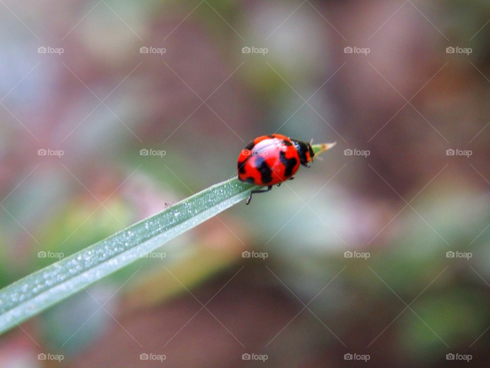 Ladybug on the end of a grass