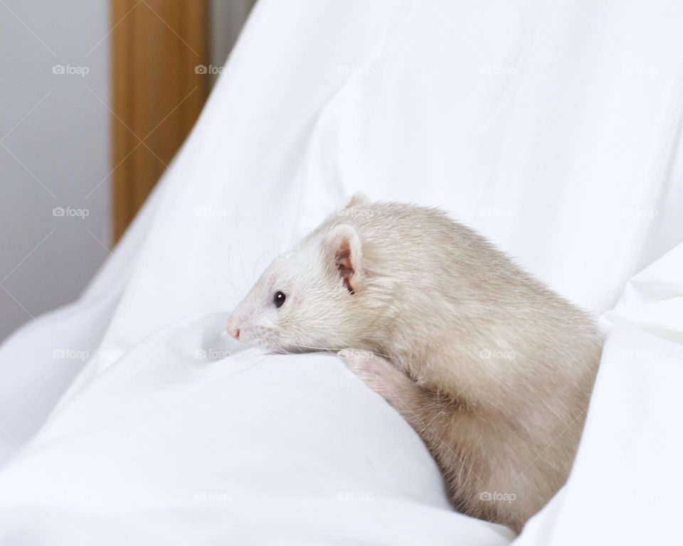 Ferret taking a break in a white sheet