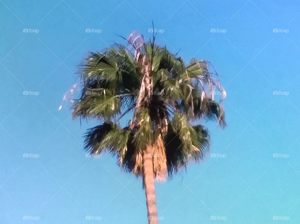 Palm Tree,  Blue Sky