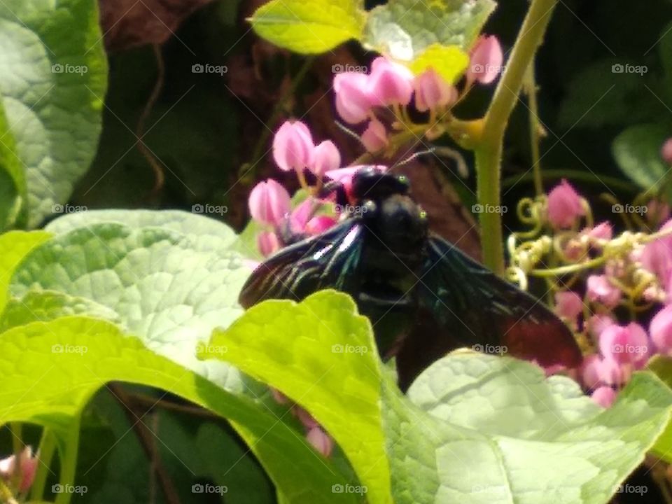 Black Bee