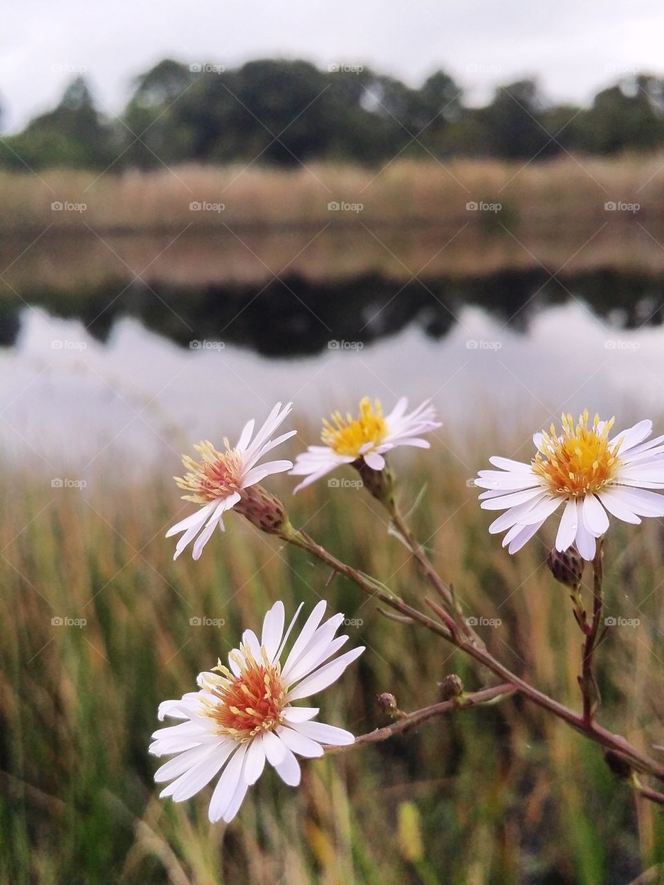 wild flowers