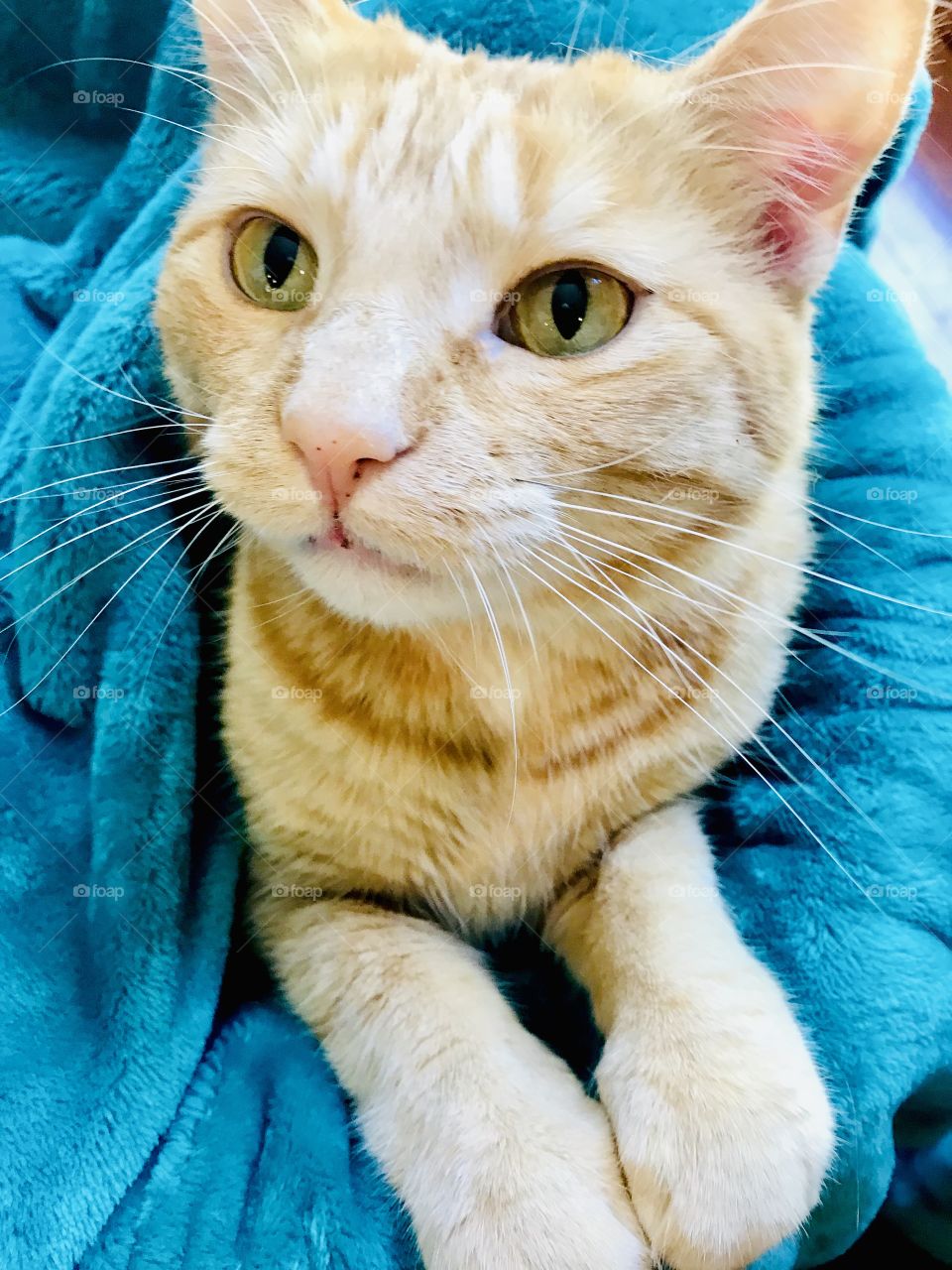 Darling orange tabby cat sitting all cuddled up in beautiful bright blue blanket!! 