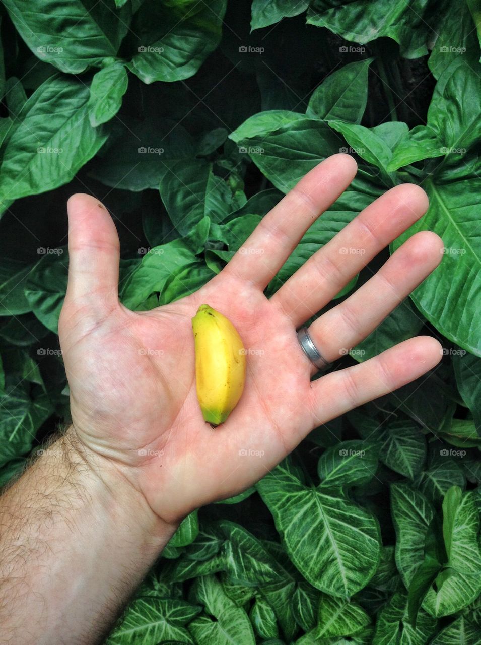 Mini banana on hand